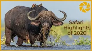 Our Best Wildlife Sightings of 2020 - The Lockdown Year!