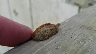 Puss Caterpillar (larva) Southern Flannel Moth 10.30.2017