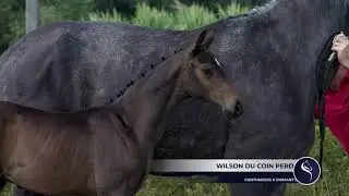 Wilson du Coin Perdu (Conthargos x Diamant de Semilly) - colt