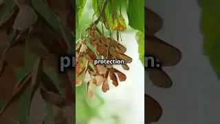 🌱 Nature&rsquo;s Clever Seed Protectors: Dry Fruits!