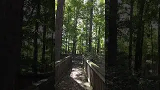 Walking in the woods   #walking #hiking #walkingasmr