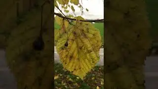 Large-leaved lime - leaf close up with fruit - November 2019