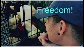 Freedom! Baby Chicks Beyond The Crate~