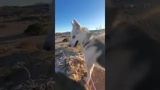Wolf hybrid in the hood !