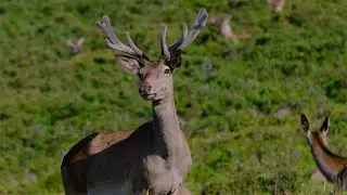 CGTN Nature: Qilian Mountains Series | Ep. 6: Gansu Red Deer