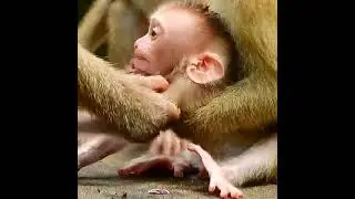 Monkey Shorts 2023/#Funny Videos Monkey #Shorts/ Short Monkeys.