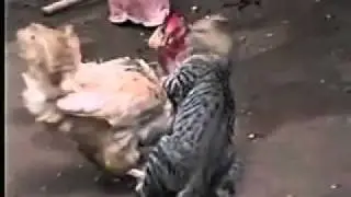 Gallina Fina vs Kid Minino