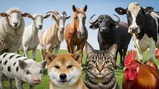 Farm Sounds Mix: Chicken, Duck, Cow, Goat, Sheep, Pig, Donkey, Buffalo