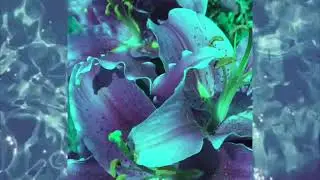 dad shoes [lofi clairo - still woozy - steve lacy - post malone - michael seyer type beat]