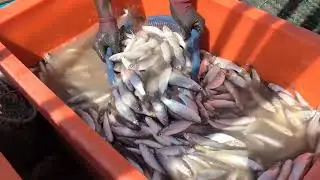 MANGROUS NET BIYA FISH FISHERMAN FISHING BOAT