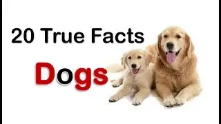 Dogs Facts | 20 True Dog Facts for Kids with audio