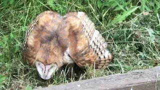 Owl toe dusting defensive posture
