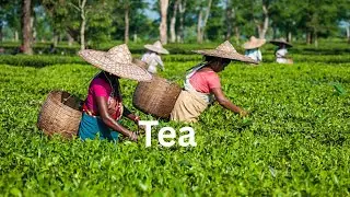 Tea I comosition I Leasaing I than imporve english