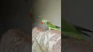 Parrot Kay Kamall #shortsfeed #funny #shorts #funnyvideo #comedy #comedyvideos