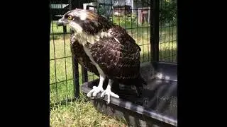 Osprey in Rehab