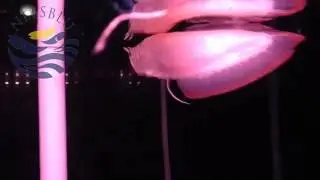 Shortbody Albino Silver  Arowana