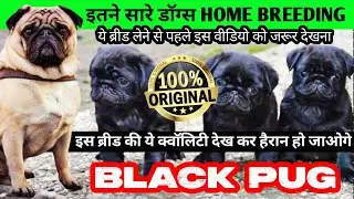 Full show quality 🔥 Black pug puppies | Pug vodafone dog for sale