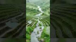 ASMR Rain Over Indonesian Rice Fields | Relaxing Drone View in 4K #shorts