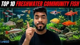 The Ultimate Top 10 Freshwater Community Tank Fish | TANKED IND | @tanked_ind