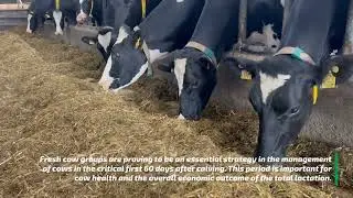 Post-Fresh Cows | Part 4 | Agri-King LTD