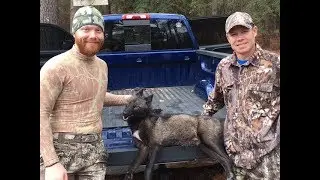 Black Ghost - My First Black Coyote!!!