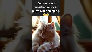 Cat Purring while Sleeping😴｜Persian cat❤️ #ai #cat #kitten