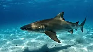 Prehistoric Man vs Giant Shark &ndash; The Ultimate Battle for Survival