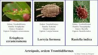 Artr&oacute;pode, ordem Trombidiformes formosa indica arthropoda vitis Raoiella Aceria Aculops nervisequa