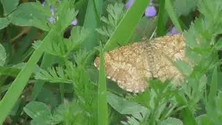 Species of moths in Europe, undetermined species