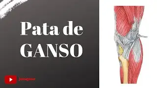 Músculos e tendões da PATA de GANSO