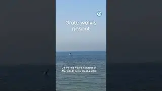 BULTRUG, grote WALVIS gespot voor Zeeuwse kust