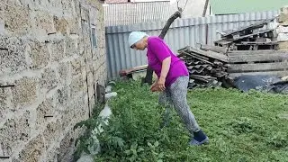 Дегустація огірка з професійного насіння.. Чи сподобався мамі?!!