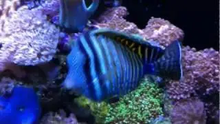 Sailfin Tang, Desjardini (Zebrasoma desjardini)