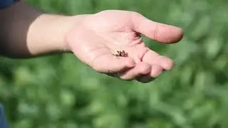 Cover Cropping in Organic Systems