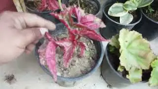 Begonia ki cutting kaise Propagation kare|Propagation of cutting Begonia plant