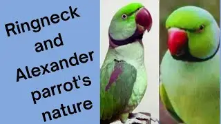 Ringneck and Alexander parrot's nature|| रिंगनेक तोता और अलेक्जेंडर तोते का स्वभाव||