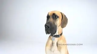 Great Dane Close Up - Noah's Dogs