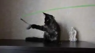 Кот мейн кун - черный солид питомник 