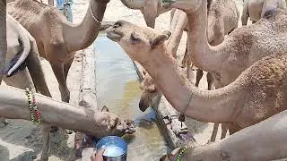 &ldquo;In Thar desert, water is pulled from the well to serve the camels ٿر جا ڀلا ۽ ڪندار اٺ&hearts;️