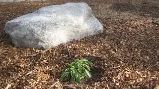 Replacing Bermuda Lawn - California Native Garden - Ep.3