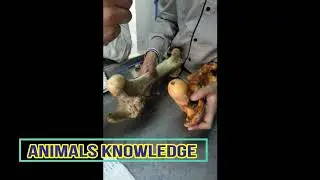 Femur of Ox, Horse & dog Anatomy Series-4 Dr Murtaza Khalil ANIMALS KNOWLEDGE