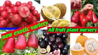 All fruit plant nursery}best online fruit plant nursery}new exotic variety}750+fruit plant availabl