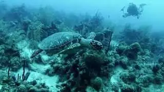 Belize Reef Diving