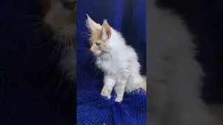 Khal Droho is a Large Maine Coon Kitten With Excellent Breed Data