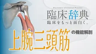 【上腕三頭筋】上肢の機能障害との関係性がめちゃくちゃ深い！？上腕三頭筋の機能解剖と評価を徹底解説！！