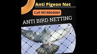 Лучшая услуга по установке и установке сеток от птиц от Anti Pigeon Net
