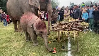 Punturi excited to eat delicious food #babyelephant #elephant #elephantslover 