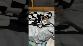 A Cat Sitting on the Bed Relaxing Comfortably #shorts #kitty #catlover #cat #catvideos #kitten #cats