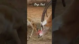 3 Oryx Facts - Oryx: The Amazing Desert Antelope