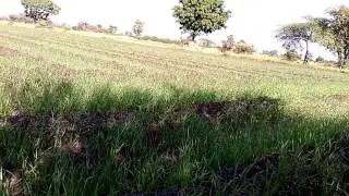 गेहू का खेत